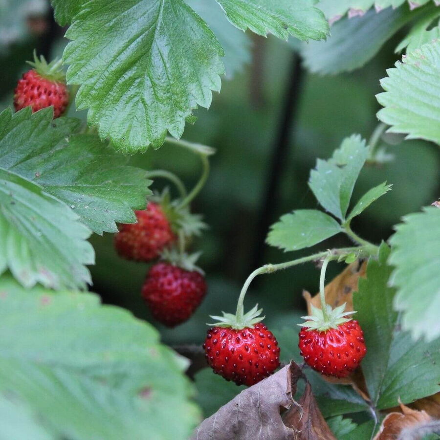 Die leckeren Walderdbeeren sind schon reif zum pflücken.