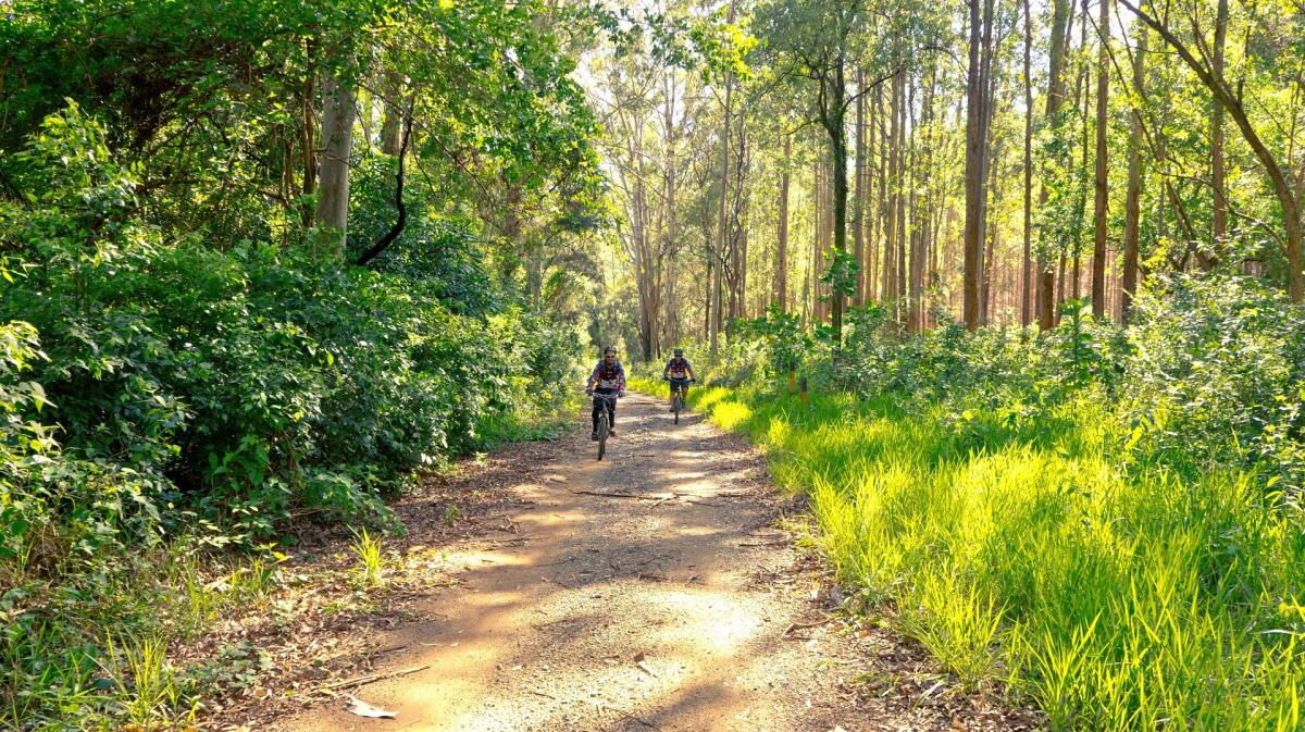 Waldweg im Sonnenlicht im Pielachtal, Spazierwege ab Mühlenhütte im Mostviertel
