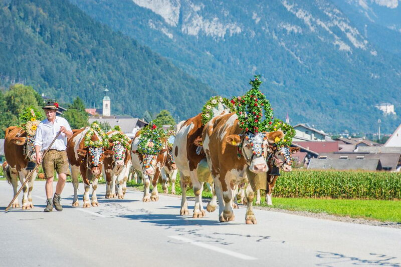 Almabtrieb mit geschmückten Tiroler Kühen in der Silberregion Karwendel, traditionelles Herbstfest in Tirol.