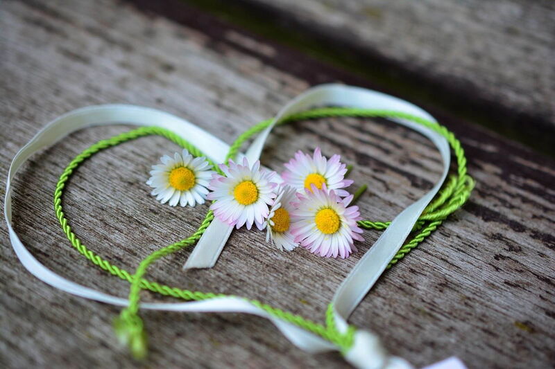 Daisies laid out on a table with a heart-shaped ribbon around them.
