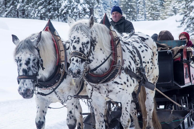 Two spotted horses pulling a sleigh with its driver through the snow-covered landscape