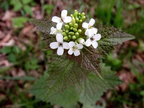 Eine Knoblauchrauke in ihrer vollen Pracht in der Natur bestaunen.