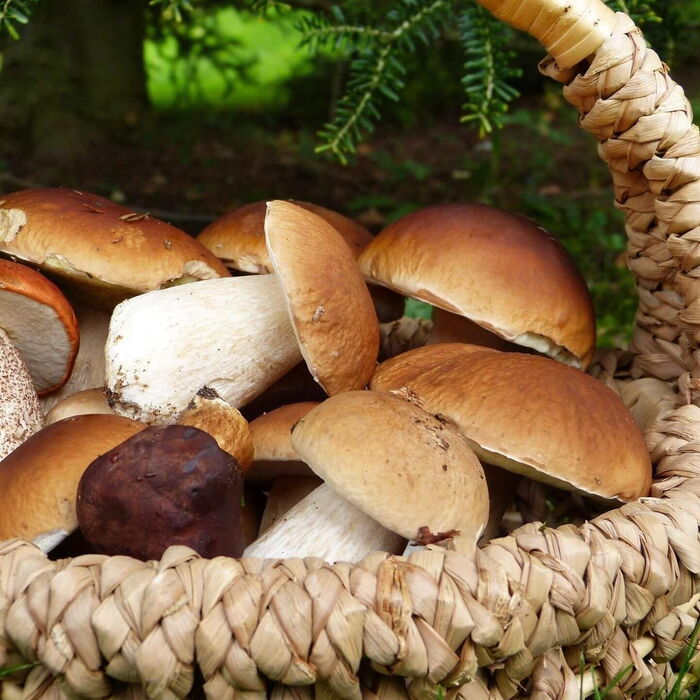 Ein vielfältig gefüllter Korb an Pilzen, die im Wald gefunden worden sind.