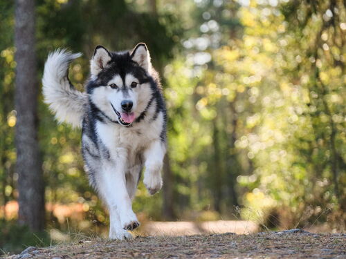 Ein Husky auf einem breiten Spazierpfad im Wald beim auspowern.