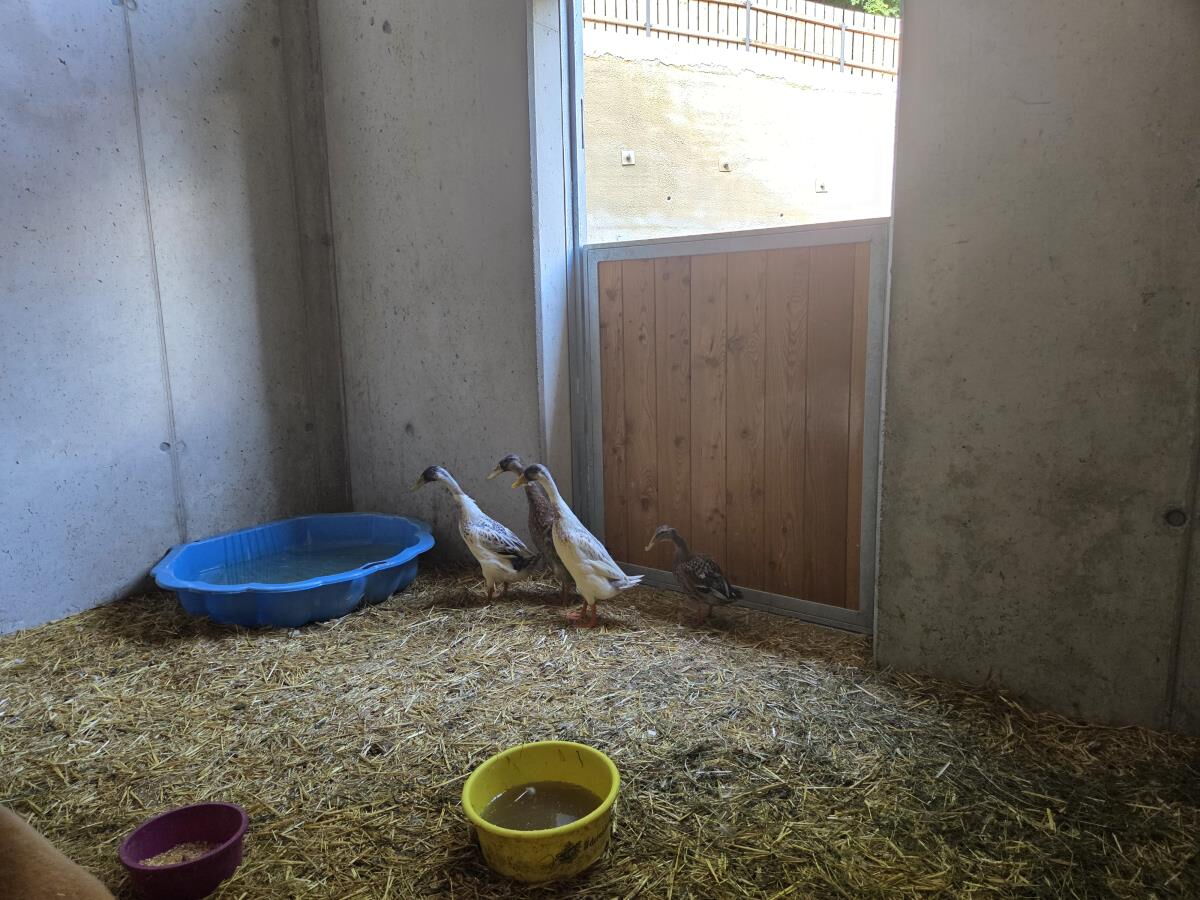 Geese with a paddling pool in the stable at the Pulvererhof in Gnadenwald, farm animals for children in Tyrol