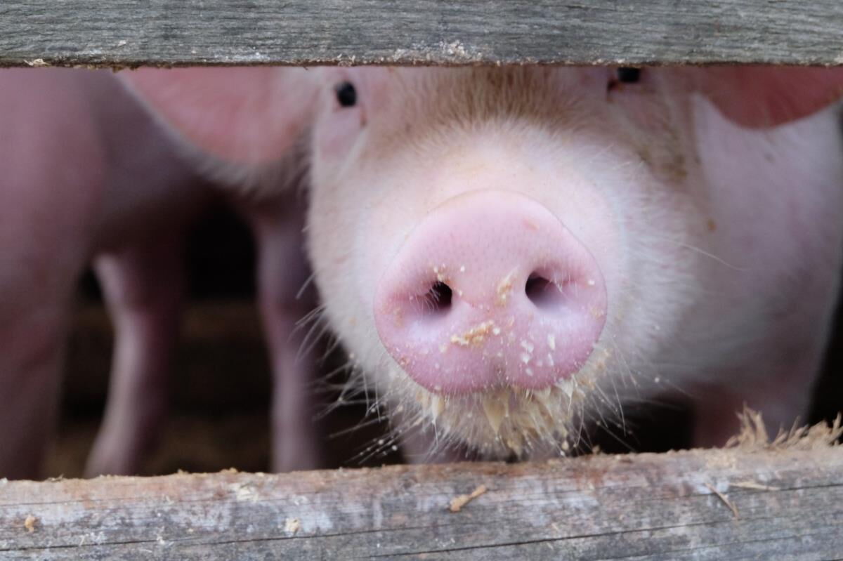 Großaufnahme einer rosa Schweineschnauze, neugieriger Hofbewohner in der Nachbarschaft des Waldhüttls in Terfens.
