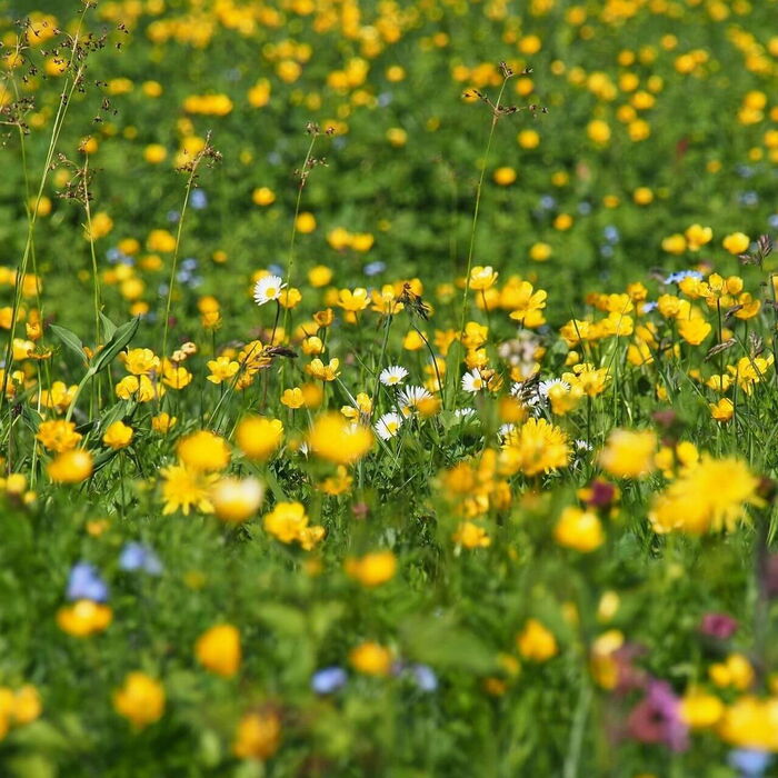 Blütenreiche Almwiesen als Lebensraum für zahlreiche Insekten und Vögel, eingebettet in die Alpenlandschaft.
