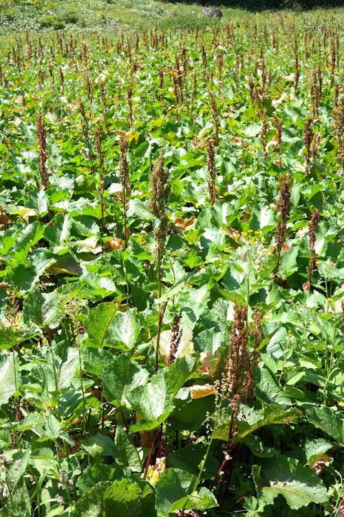 Alpenampfer mit großen, herzförmigen Blättern und kräftigem Stängel, wachsend auf einer Bergwiese.