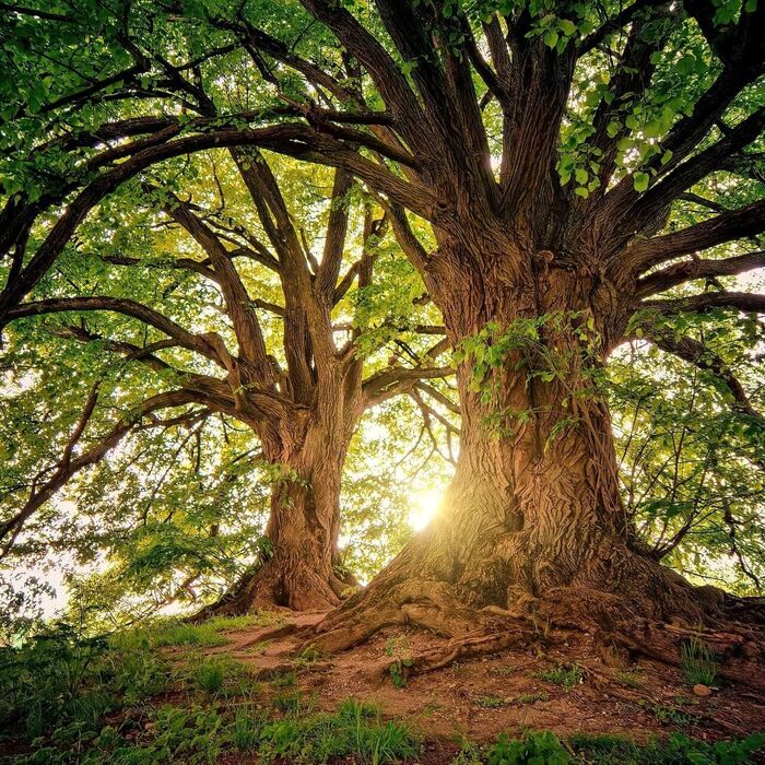 Uralte große und mächtige Bäume im Wald ragen in den Himmel hinauf.