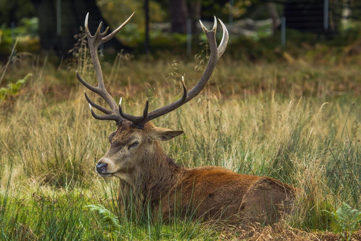 Hirsch auf Wiese nahe Mühlenhütte im Pielachtal, Wildtierbeobachtung im Mostviertel
