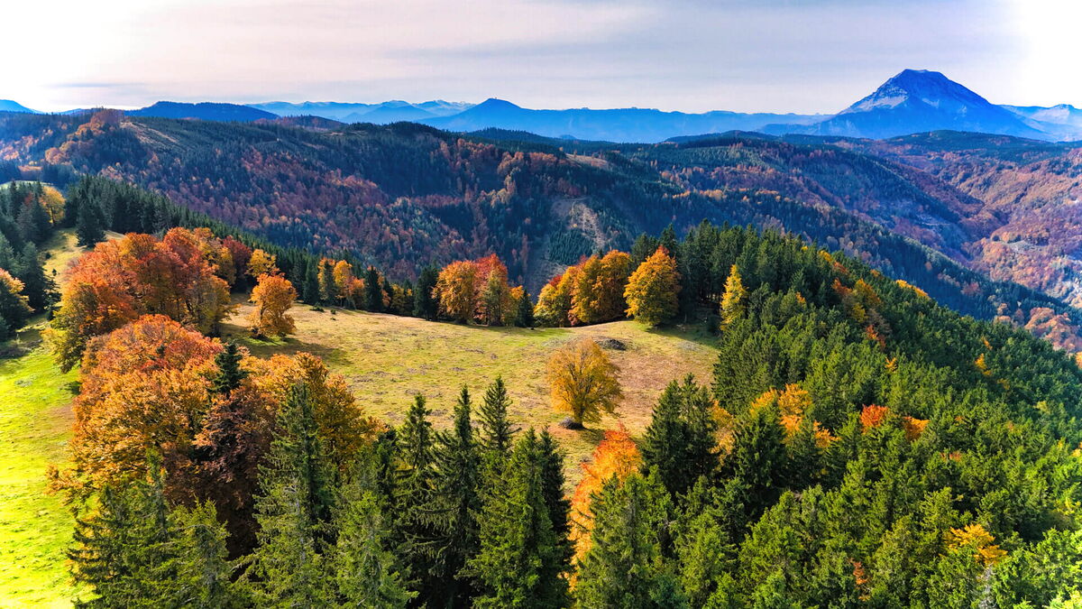 Luftaufnahme der herbstlich gefärbten Wälder rund um die Abenteurer-Hütte mit goldenen Laubfärbungen.