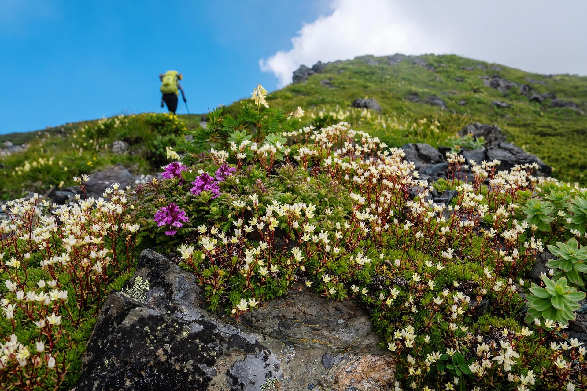 Pietschacher Almhütte Hochrindl