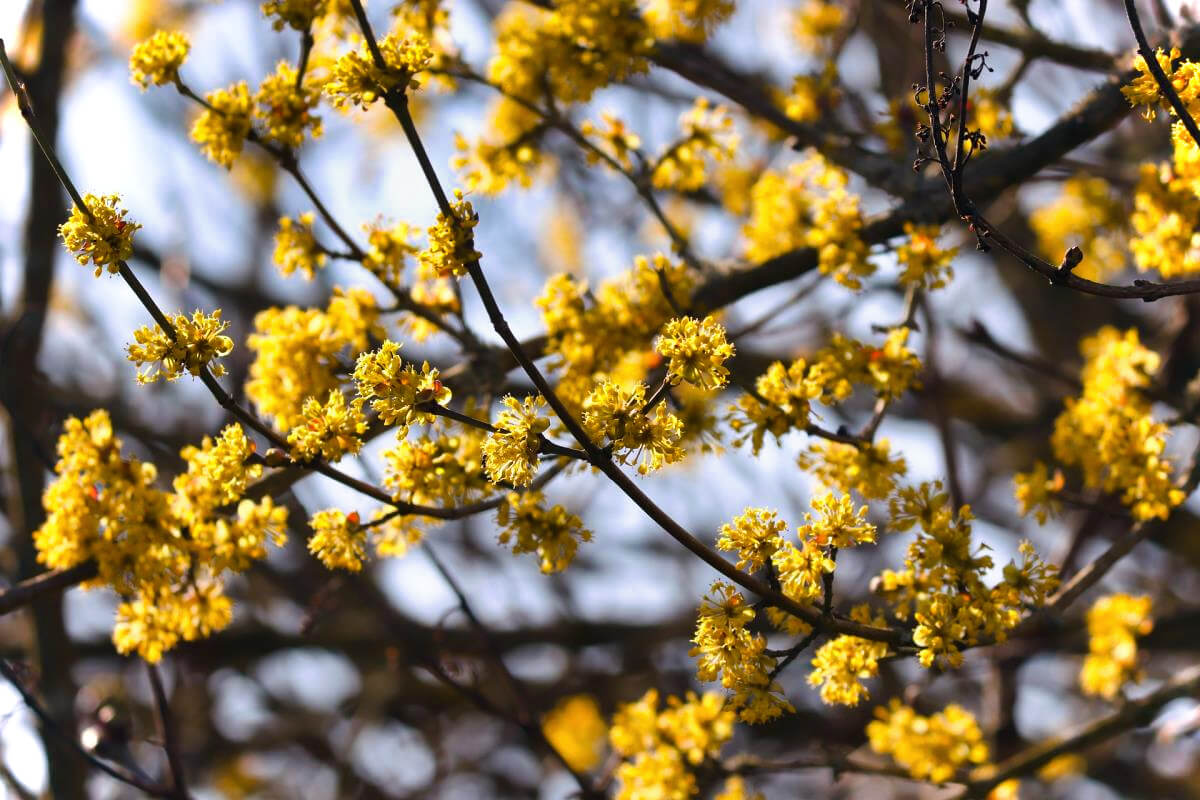 Abenteurer-Hütte am Geißenberg im Mostviertel