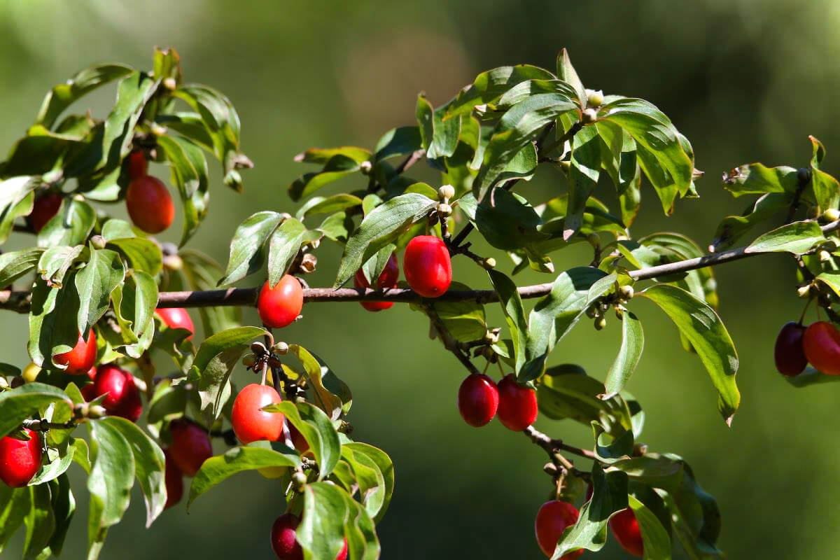 Abenteurer-Hütte am Geißenberg im Mostviertel