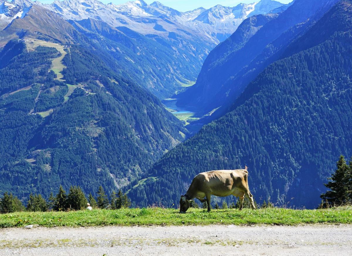 Breitberg Alm im Zillertal