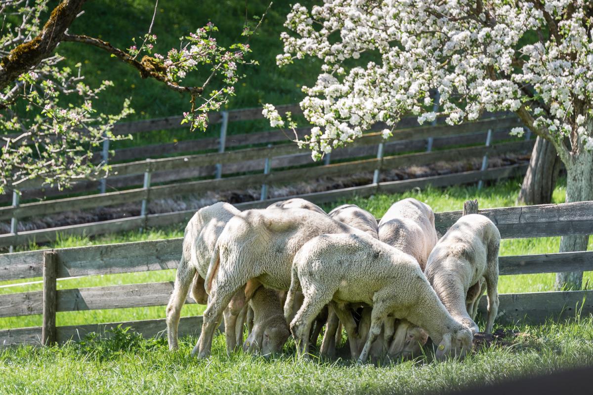 Kochhäusl in der Tuxer Alpen