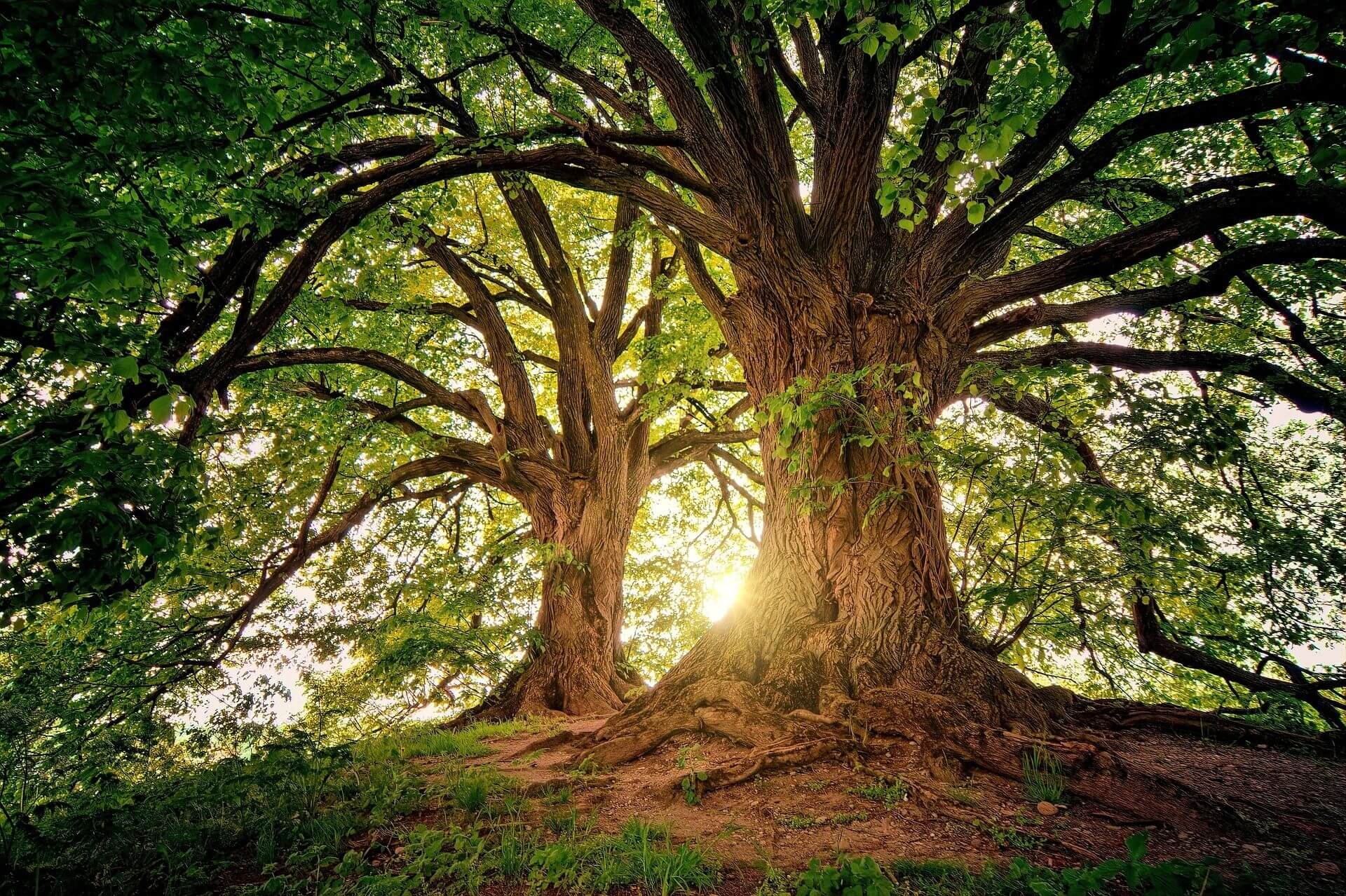 Forest bathing – activity on a hut holiday