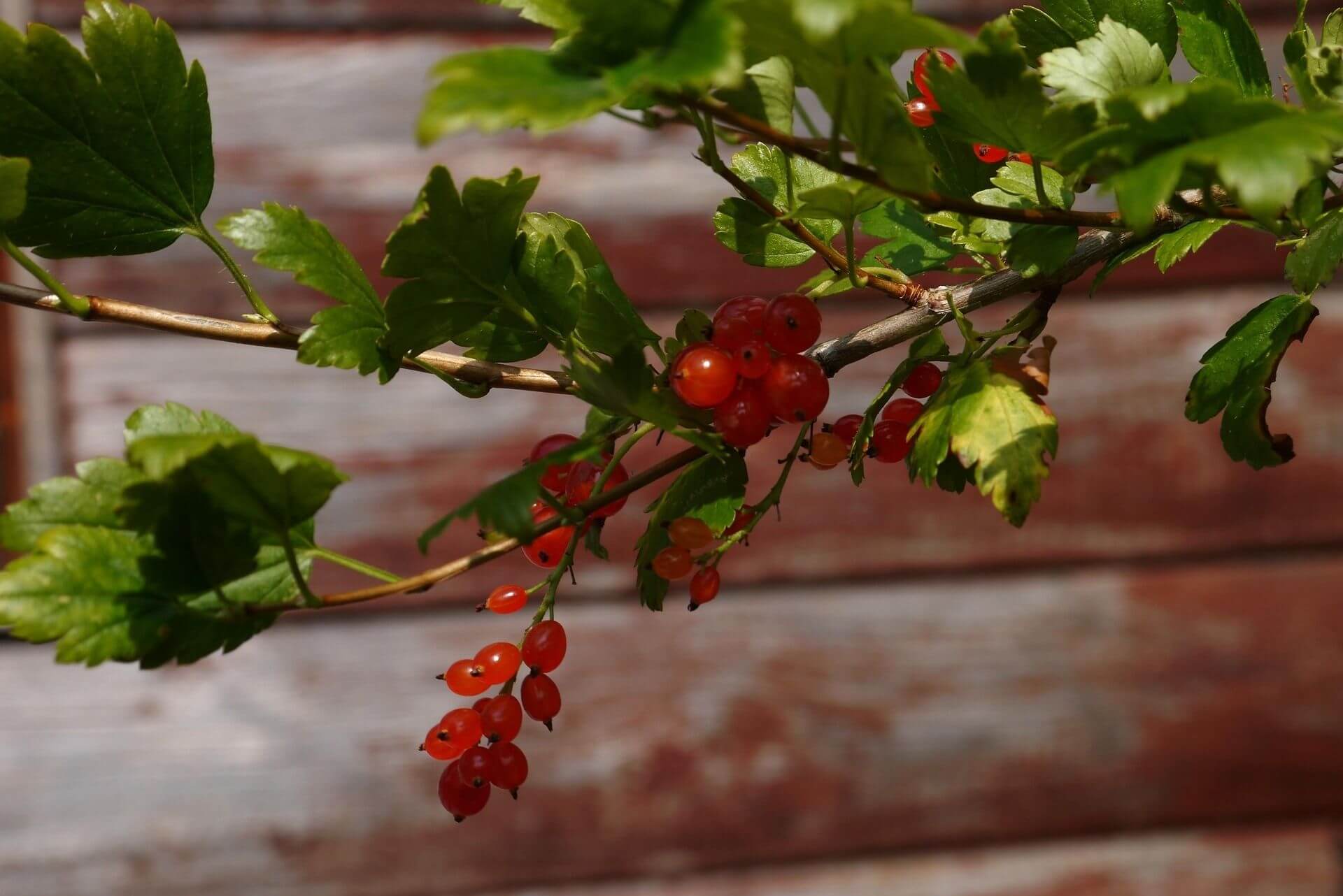 Alpenjohannisbeeren
