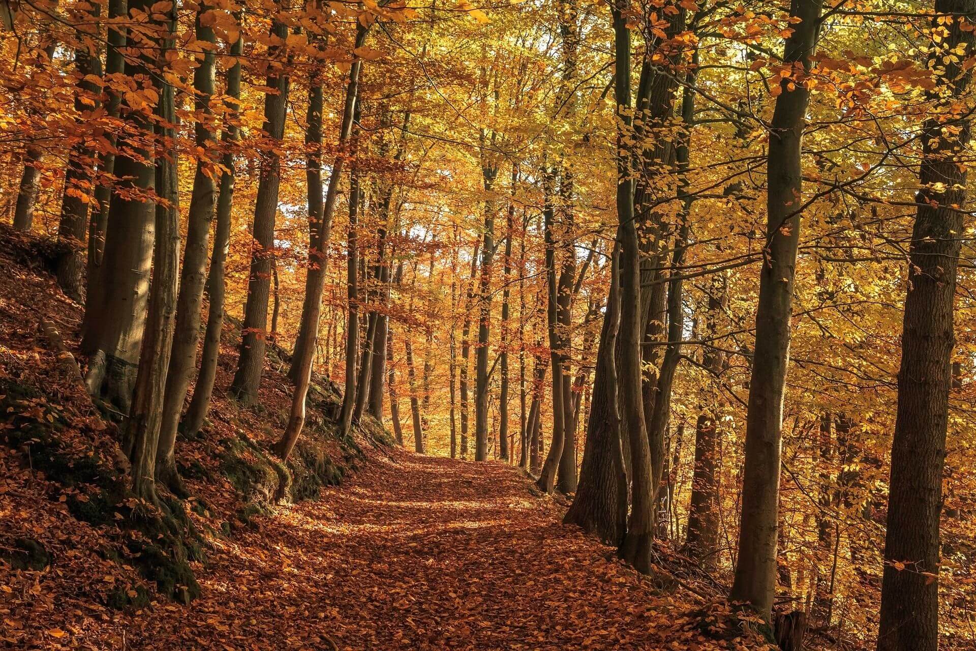 Autumn walk – activity on a hut holiday