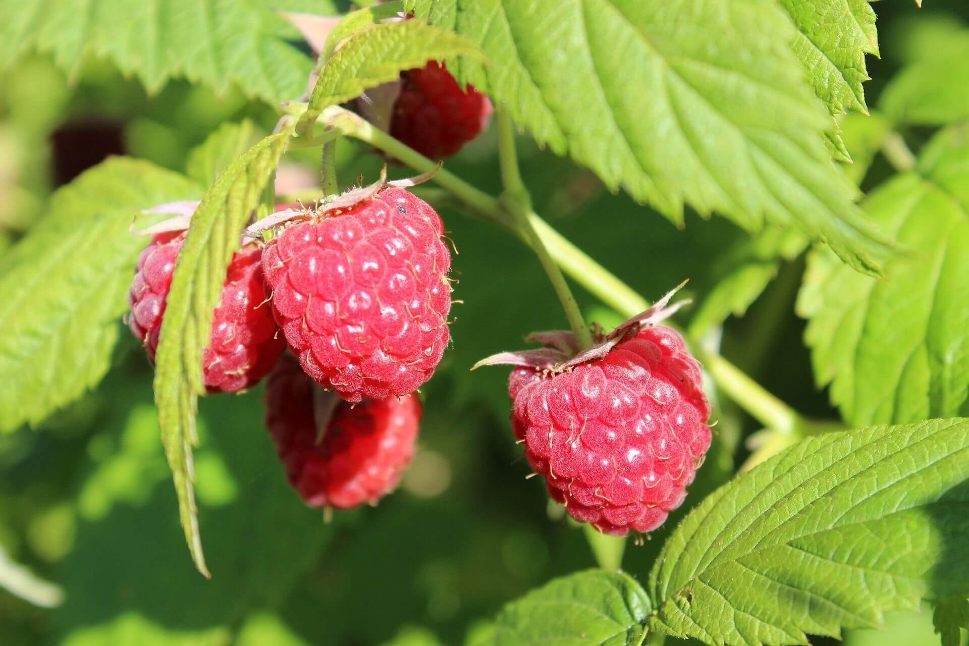 Almhimbeeren