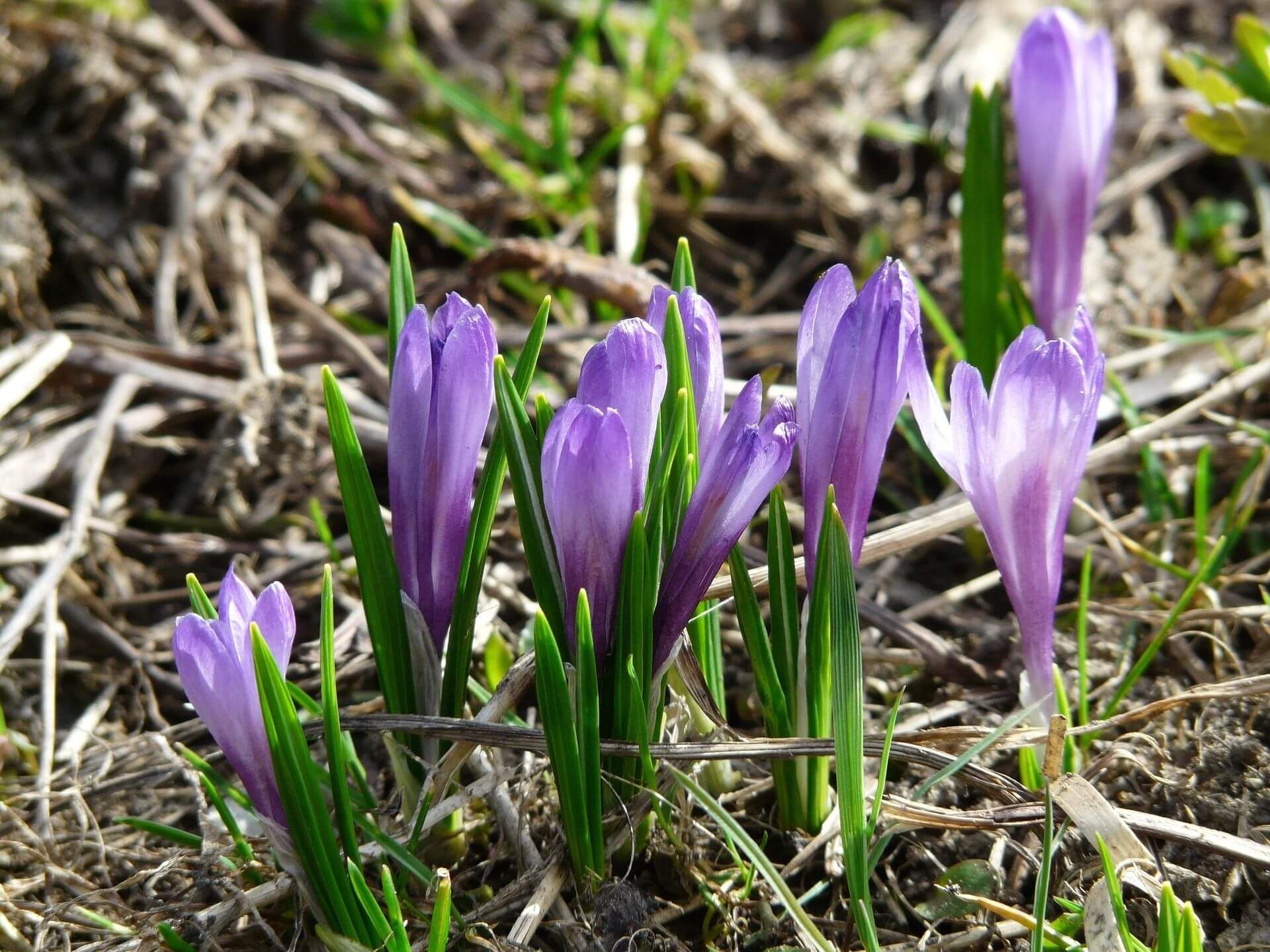Crocuses in spring – activity on a hut holiday