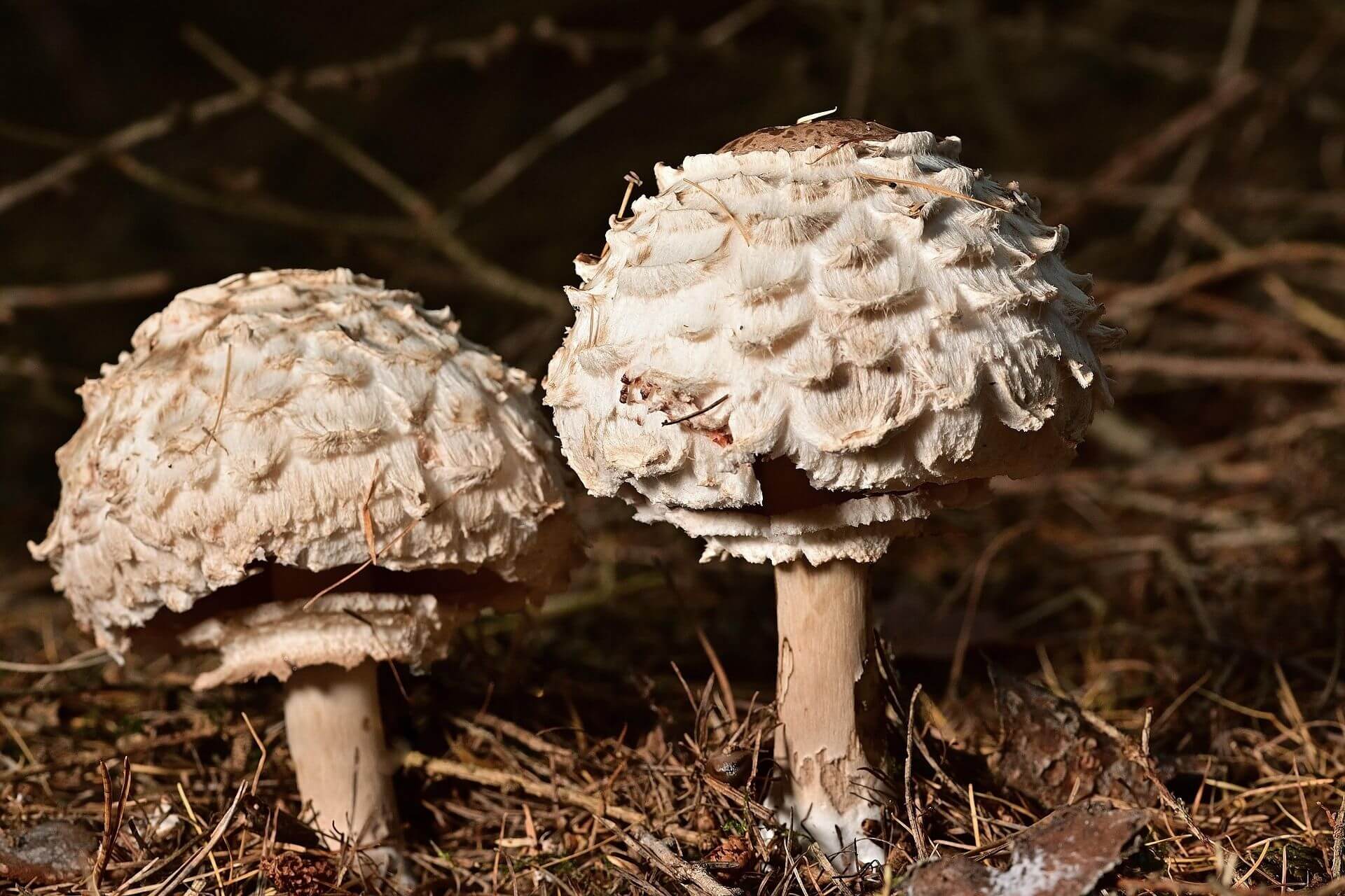 Parasol