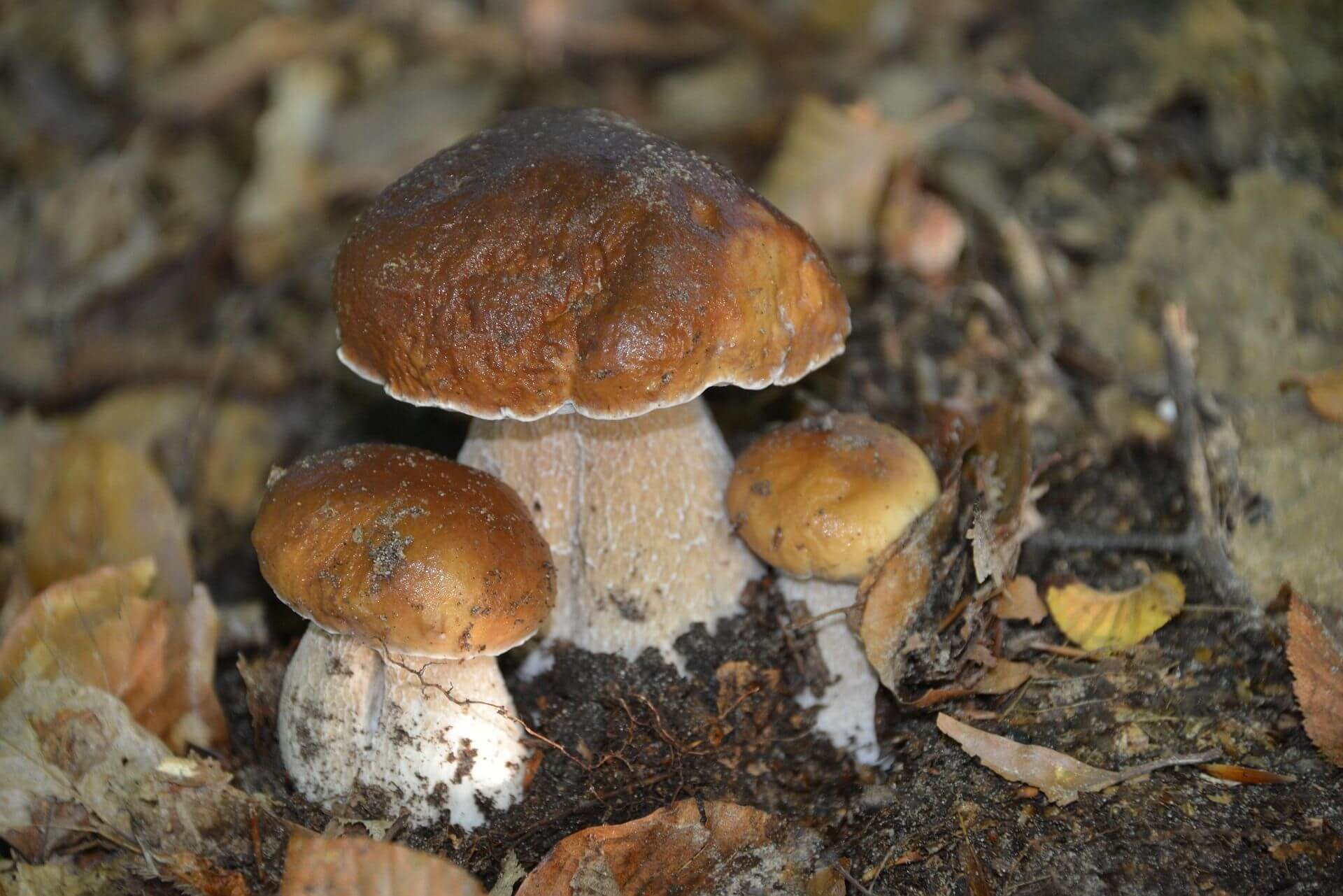Steinpilz