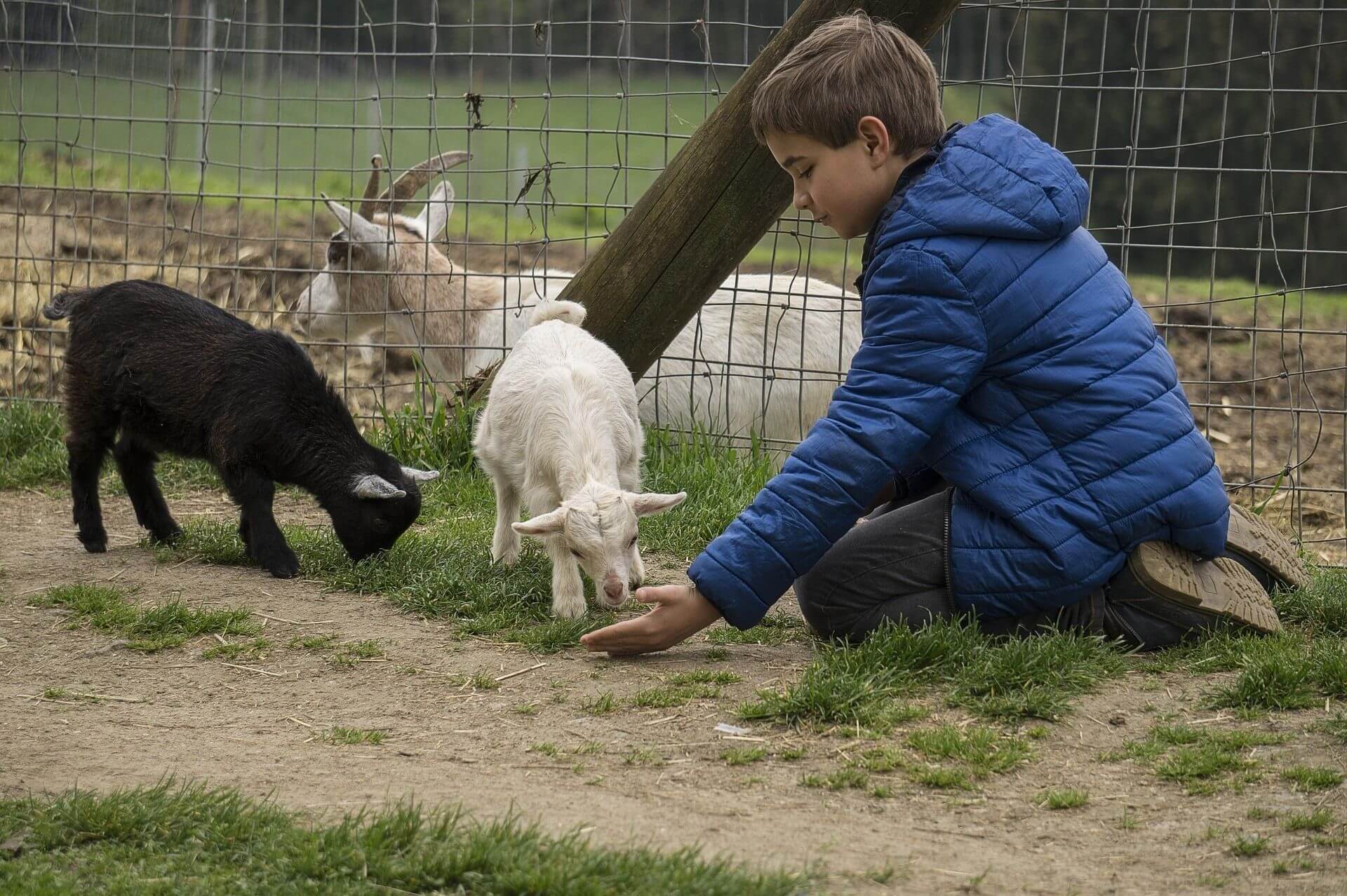Feeding animals at the farm – activity on a hut holiday