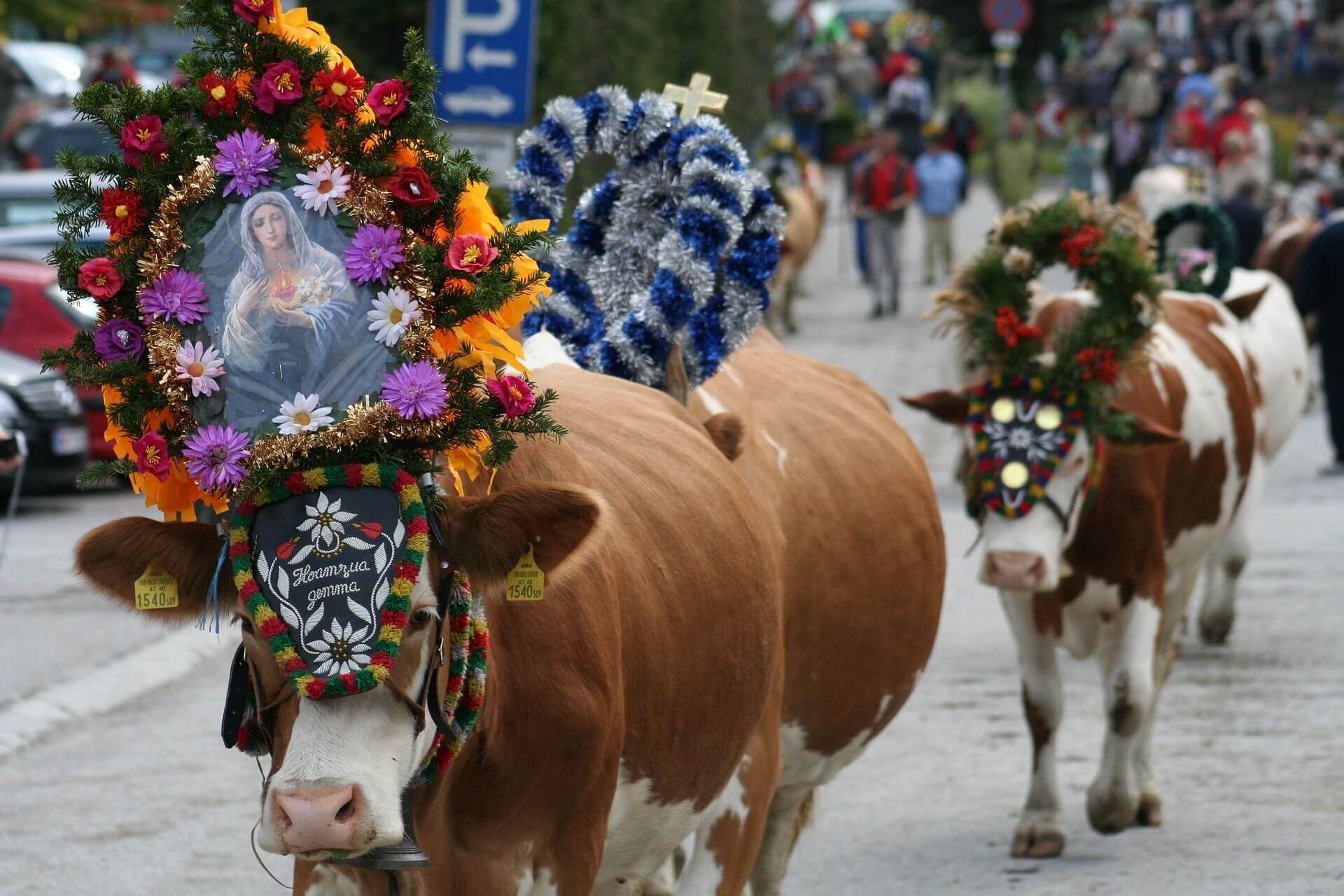 Experiencing the Almabtrieb (cattle drive) – activity on a hut holiday