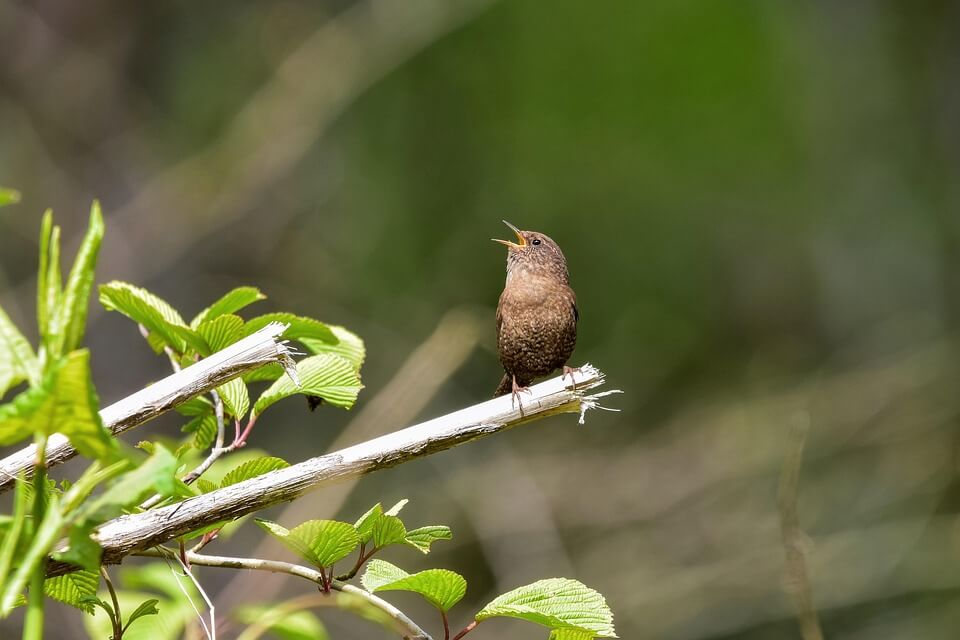 Listening to birdsong – activity on a hut holiday