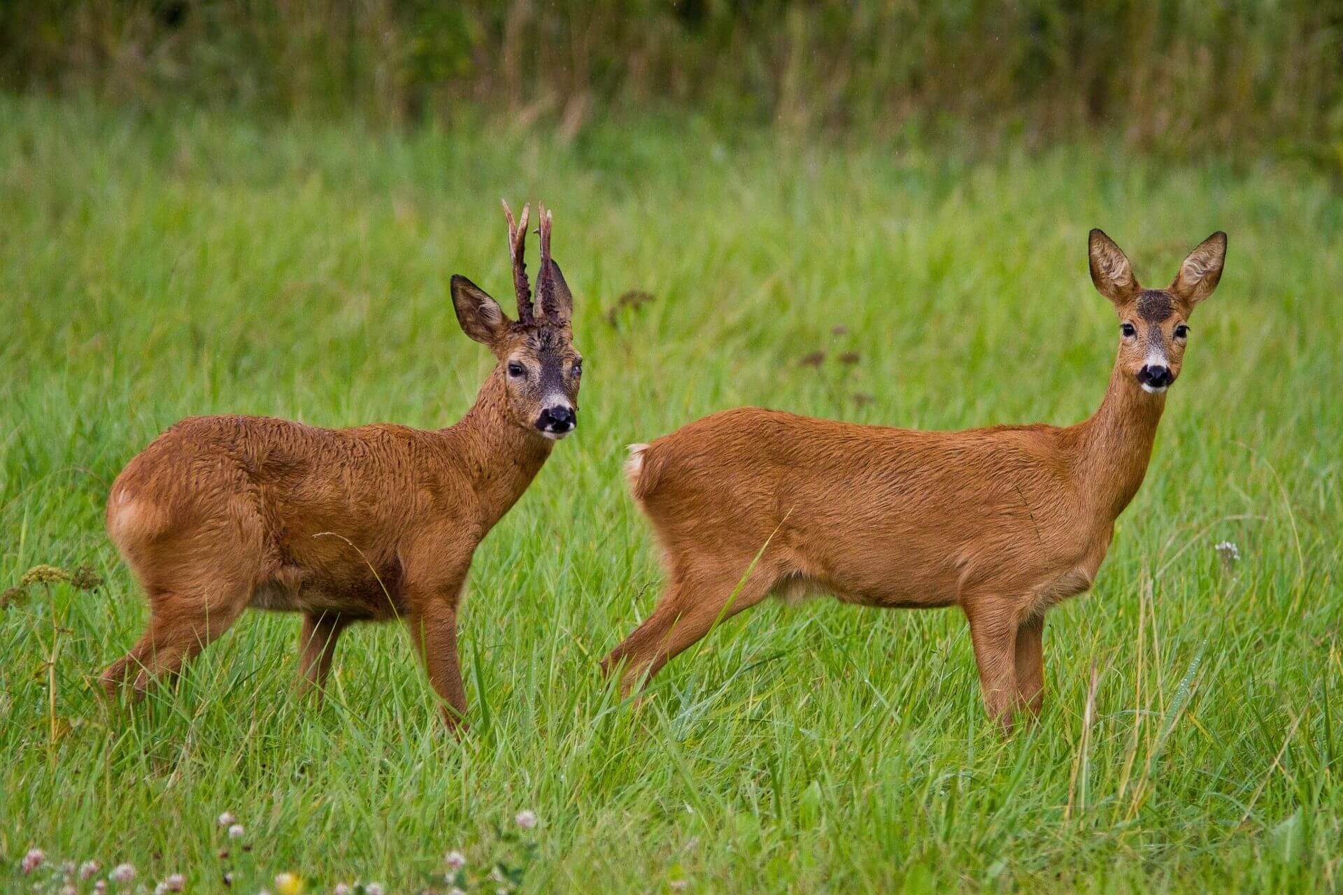 Watching wildlife – activity on a hut holiday