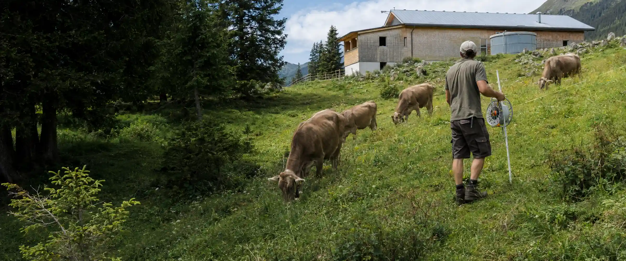 Farmer sets up the pasture fence on the alpine meadow, cows grazing on the slope in front of the Alm building