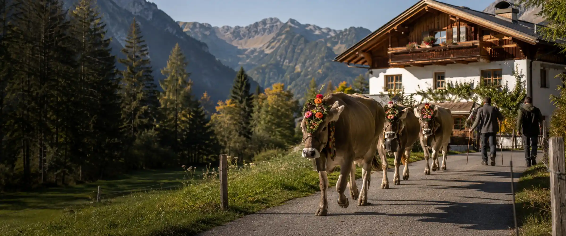 Guests watch the cows being driven in at the Alm building
