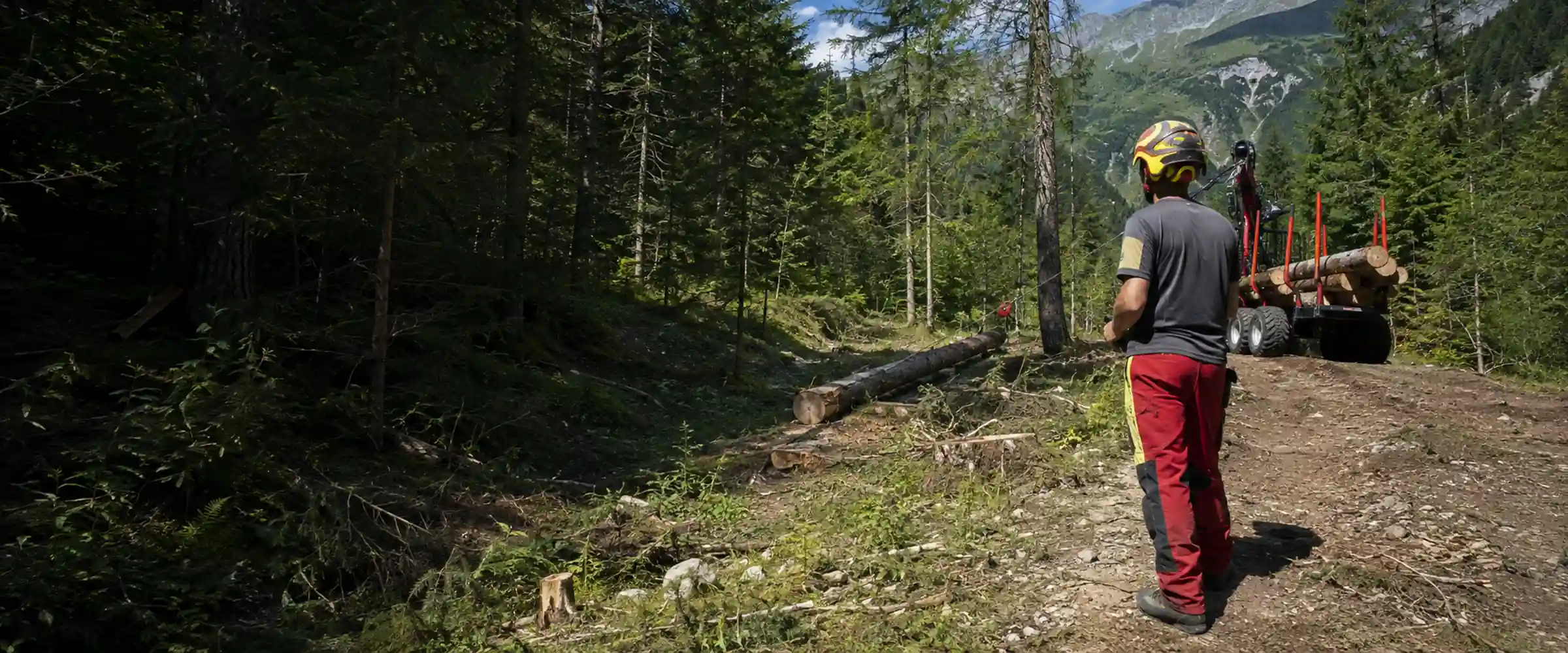 Forestry worker brings logs out of the mountain forest with a forwarding trailer