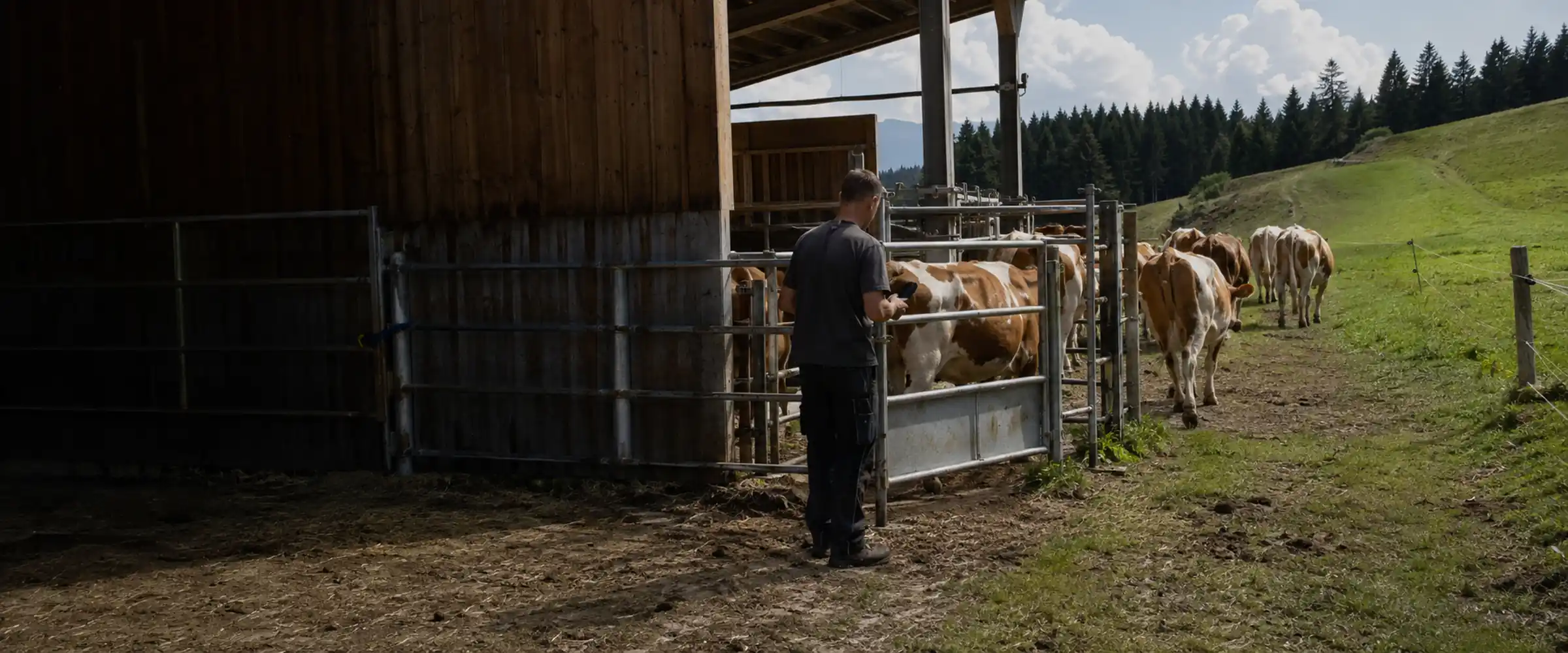 Farmer opens the gate, the cows go from the barn to the pasture