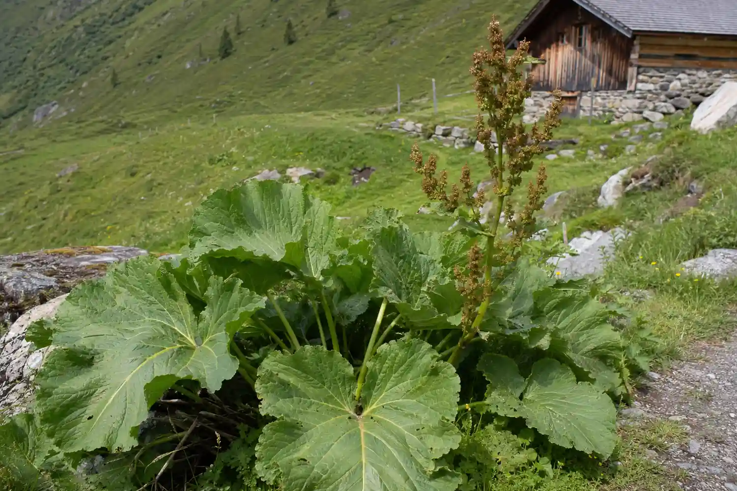 Alpenampfer