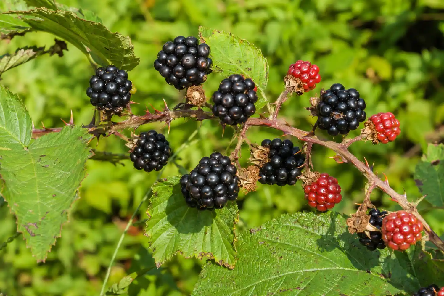 Brombeeren