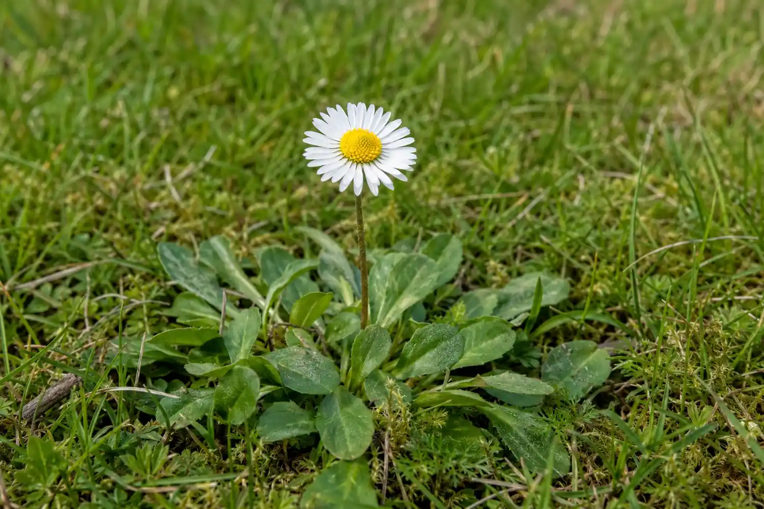 Gänseblümchen