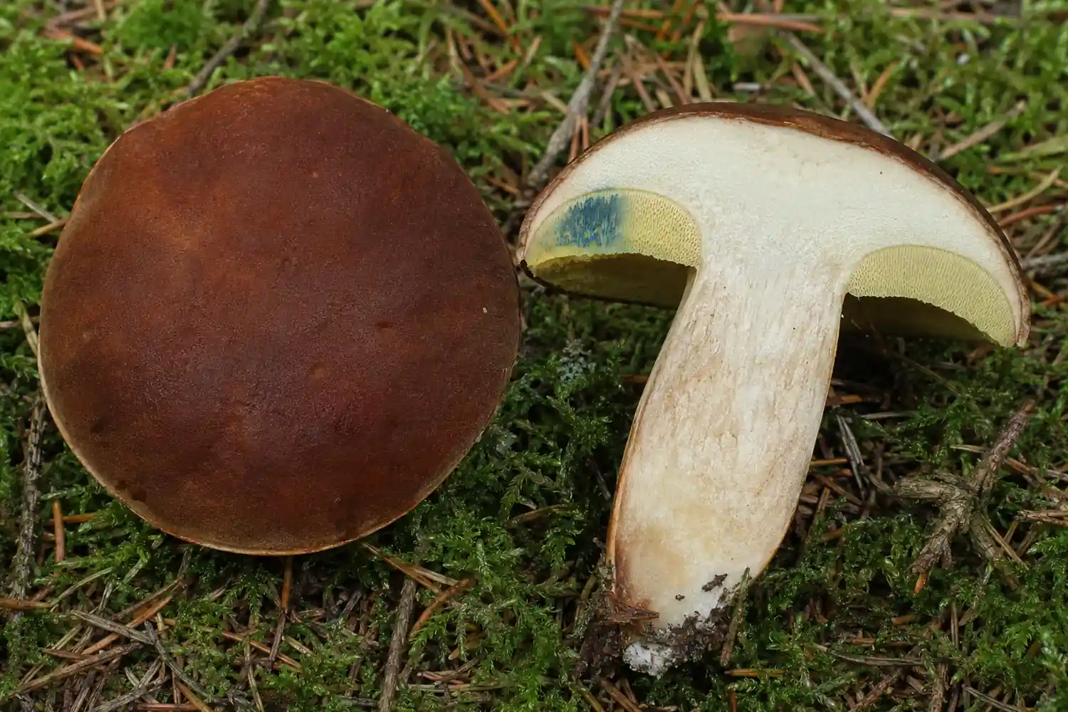 Maronenröhrling