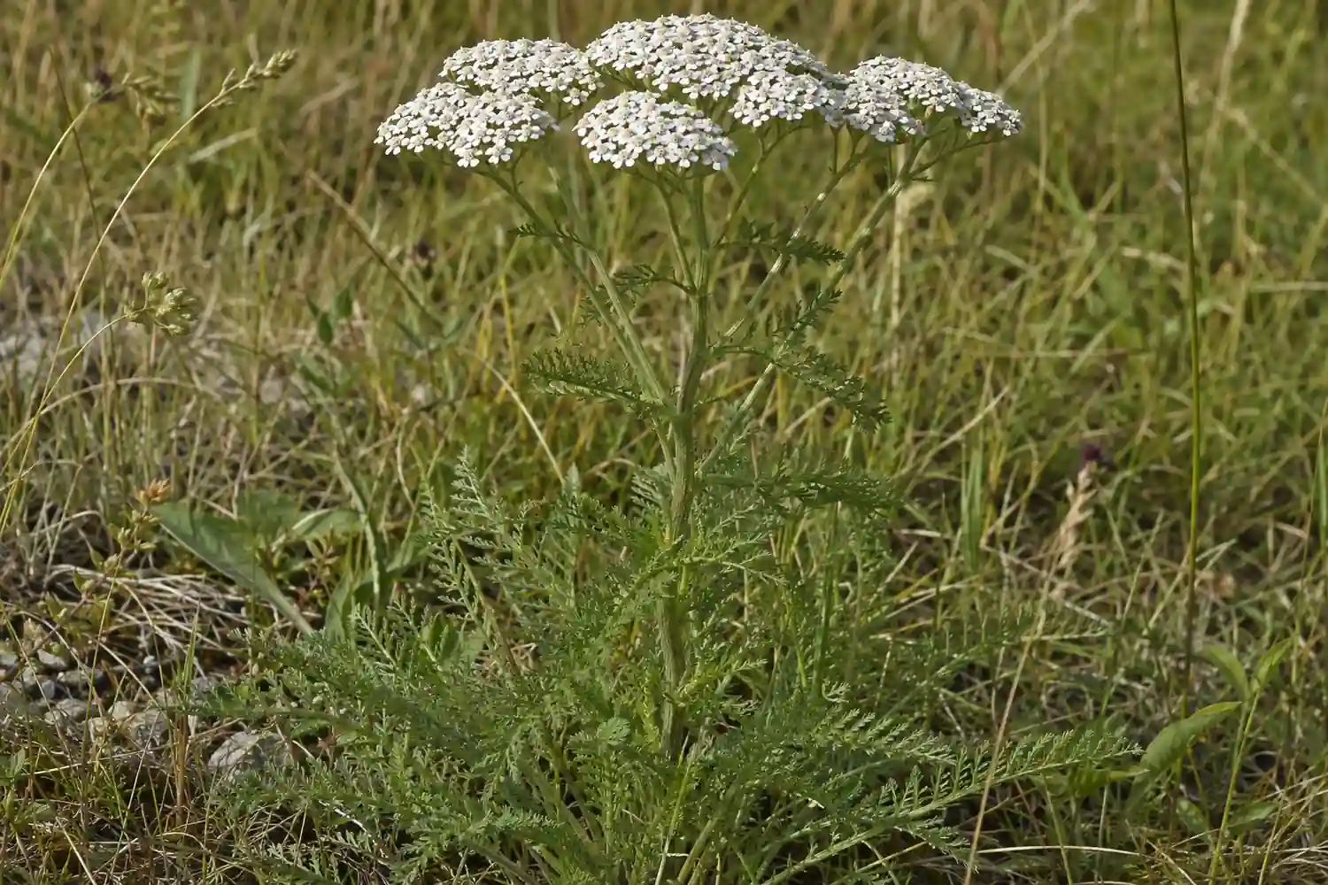 Schafgarbe