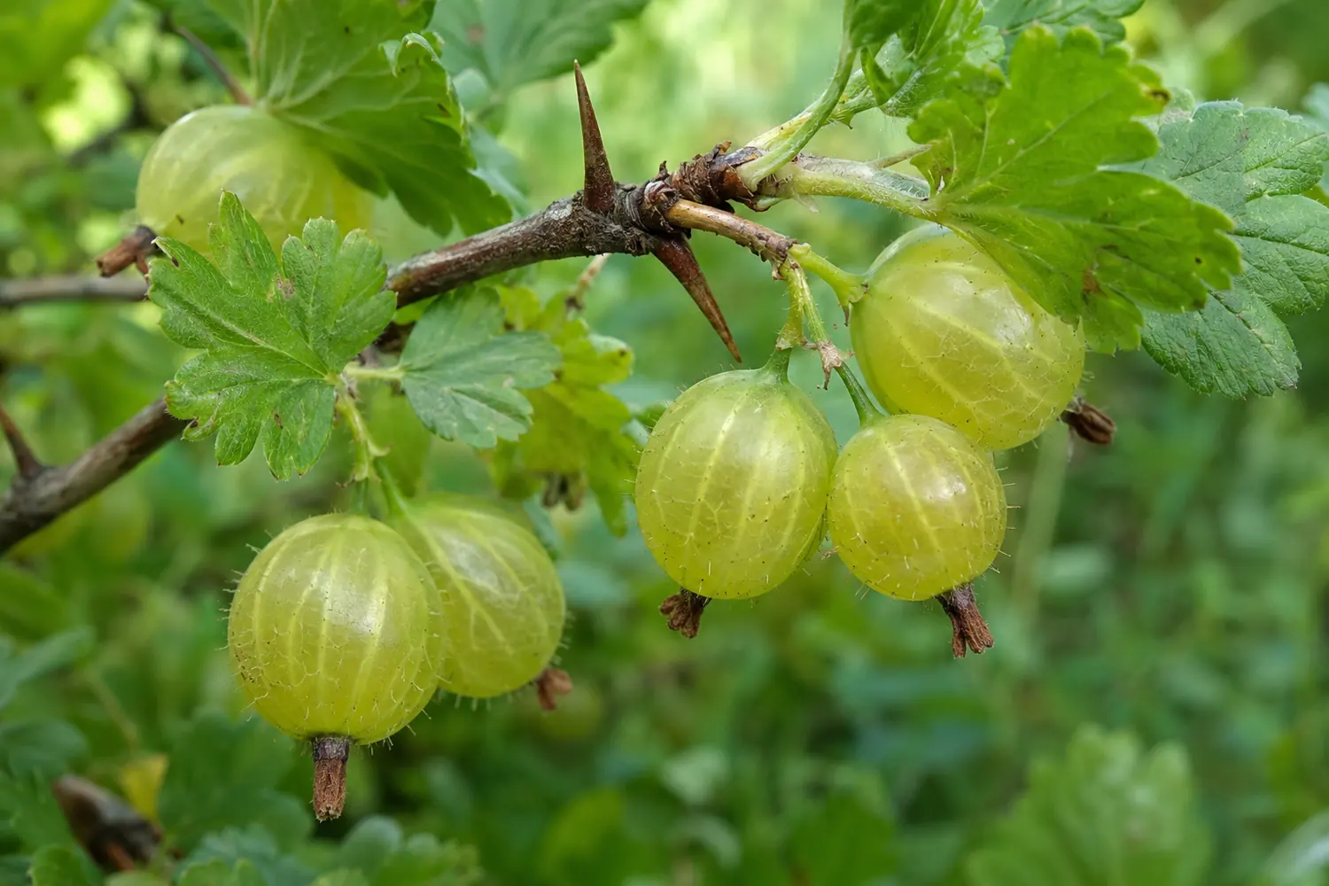 Stachelbeeren